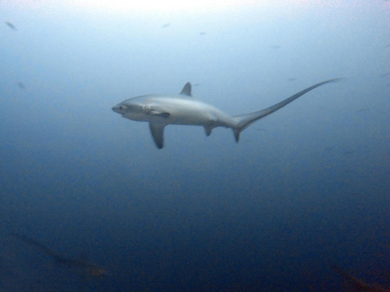The Shark'S Tail Dive Center Hotel Daanbantayan Exterior foto